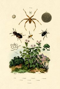 Escarabajo terrestre de French School